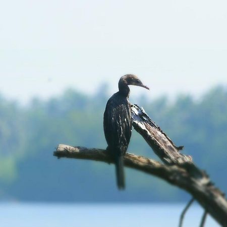 Sethra Villa Bentota Exteriör bild