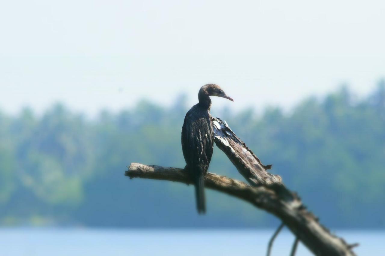 Sethra Villa Bentota Exteriör bild